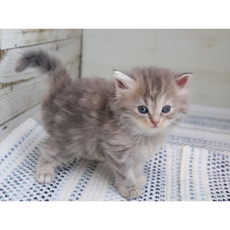 成約済の愛知県のサイベリアン-126343の6枚目